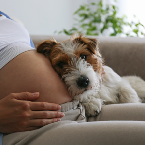 Gravid uge 13